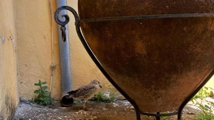 La gabbianella e l’orcio, al Museo di Salerno un cucciolo ferito attende di saper volare: “La nostra mascotte”