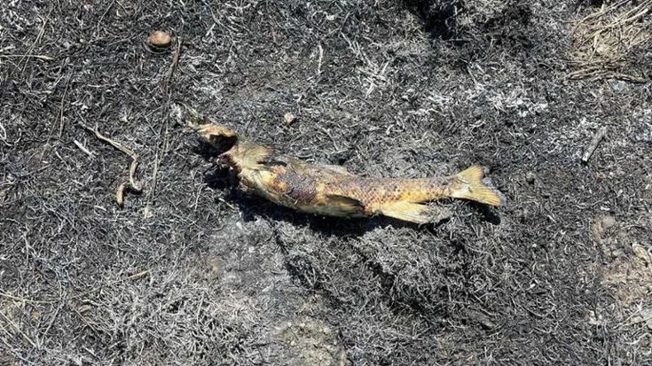 Canada, un pesce caduto dal cielo colpisce i cavi della linea elettrica e provoca un incendio