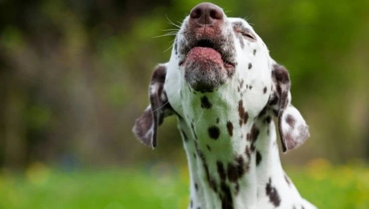 Covid: nuovo coronavirus in Malesia, forse origine nei cani