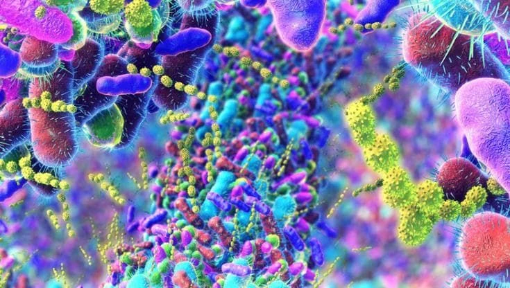 Antibiotici, l’intestino perde l’equilibrio? La soluzione è nel piatto