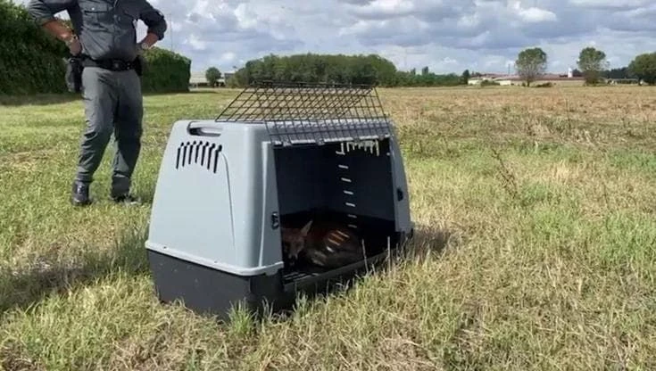 Liberata la volpe soccorsa a bordo strada e curata dal Wwf a Milano: le immagini della prima corsa