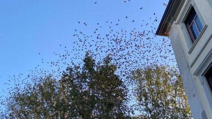 Gli storni sono tornati a darsi appuntamento nel cielo di Milano: 