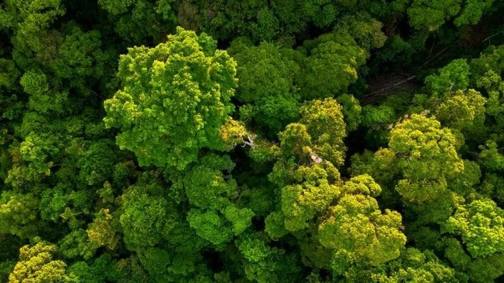 FederBio, un milione di specie viventi è a rischio estinzione