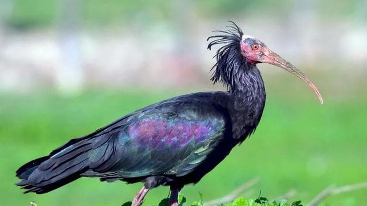 Uccisi due rari esemplari di ibis eremita in Valtellina: denunciato un uomo di Dubino