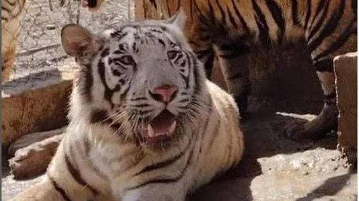 Messico, troppa violenza tra le gang: trasferiti da uno zoo 700 animali tra cui tigri e leoni