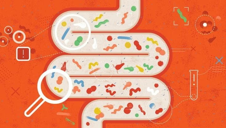 Il microbioma intestinale dirà (prima) chi è a rischio cuore da chemioterapia