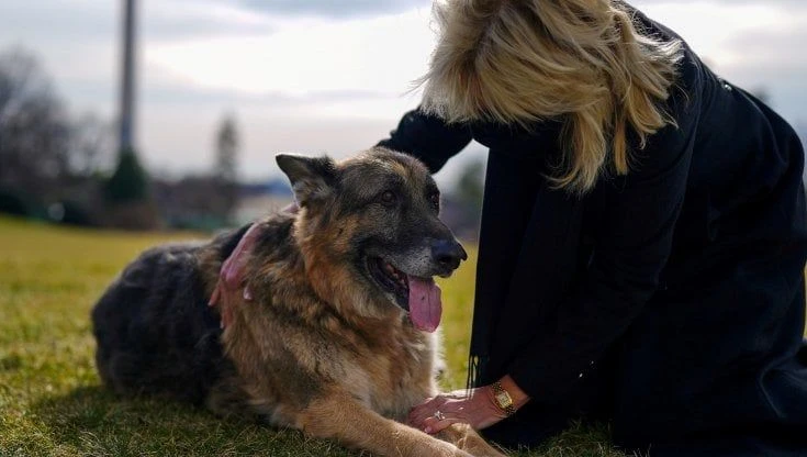Usa, Biden annuncia la morte dell'amato cane Champ: 