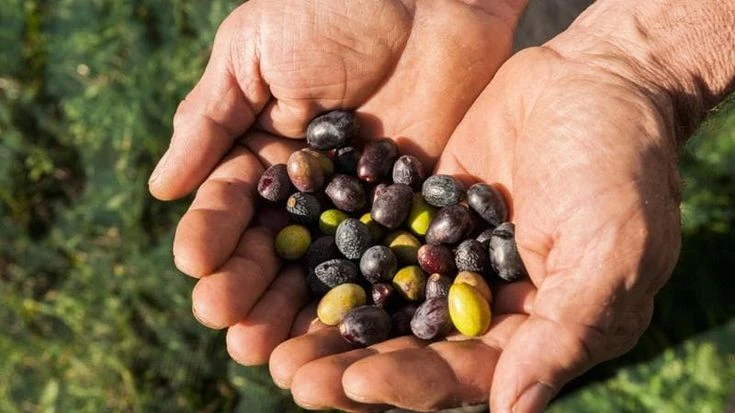 Altri due prodotti italiani conquistano il marchio Igp