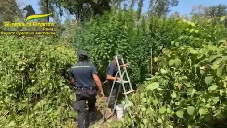 Pavia, scoperta una piantagione di 200 piante di cannabis nel Parco del Ticino. Avrebbe fruttato un milione di euro