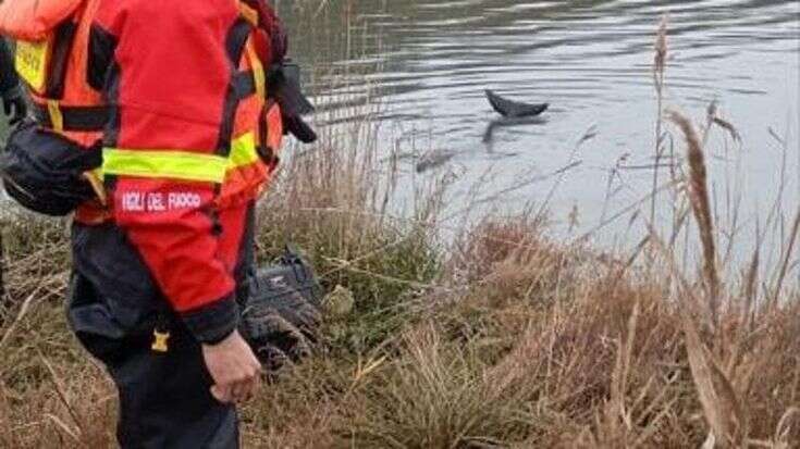 Trieste, salvato il delfino intrappolato nella secca della laguna di Lignano Sabbiadoro