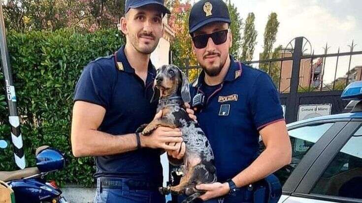 Bassotto di due anni sfugge ai padroni e finisce nel Naviglio: un poliziotto si tuffa e lo salva