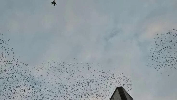 La difesa degli storni contro il falco pellegrino diventa una danza nel cielo in piazza IV novembre
