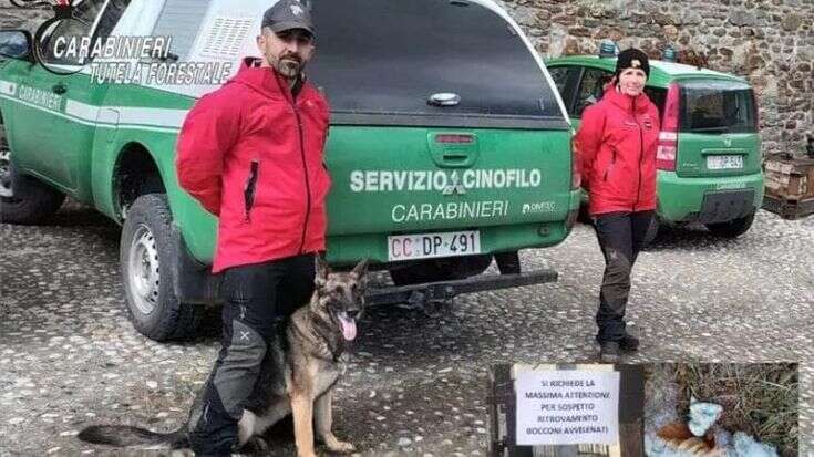 Bocconi avvelenati a Temù, i carabinieri forestali con il cane Senna bonificano l’area