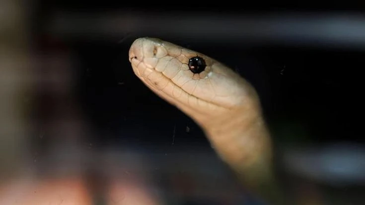 L’uomo che si è fatto mordere dai serpenti 200 volte. Il suo sangue oggi è un siero antiveleno