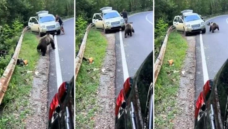 Romania: l'orso si avvicina all'improvviso, si rifugia nell'auto entrando dal finestrino