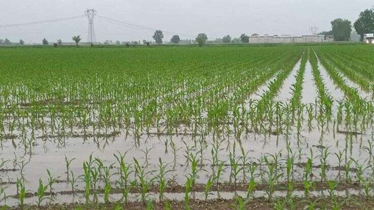 Lombardia, siccità e piogge record: nei campi allagati tutte le semine in ritardo