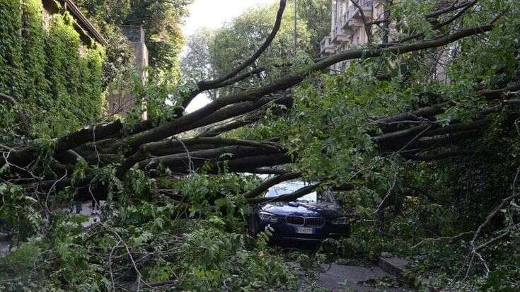 Gli alberi caduti per la tempesta su Milano diventeranno opere d’arte per parchi e giardini: così si tenta di recuperare il legno di una parte delle 5.400 piante perdute