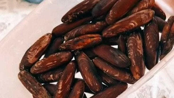 Fondali devastati per la pesca abusiva dei datteri a Molfetta, 35 arresti: “Ecosistema a rischio”