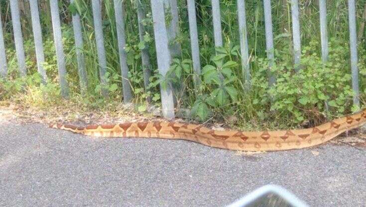 Un boa constrictor lungo due metri trovato per strada a Milano: 