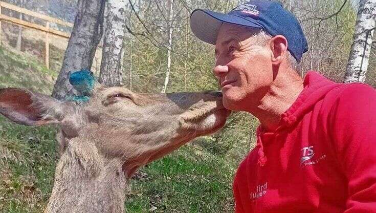 Cervo Bambi, stavolta il lieto fine c'è davvero: dopo tre anni torna a casa nella sua Valmalenco