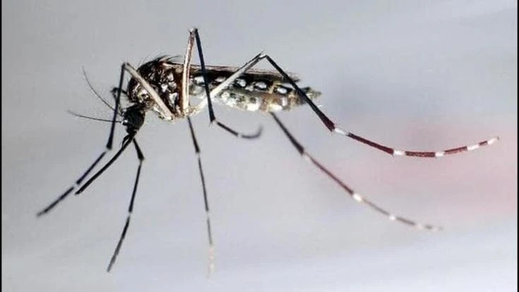 West Nile, morto un uomo di 85 anni a Cinisello Balsamo. In Lombardia registrati 12 casi