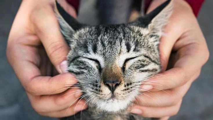 Gatti spariti a Cogne, aperta un'inchiesta. Profiler per il responsabile e taglia da 1000 euro