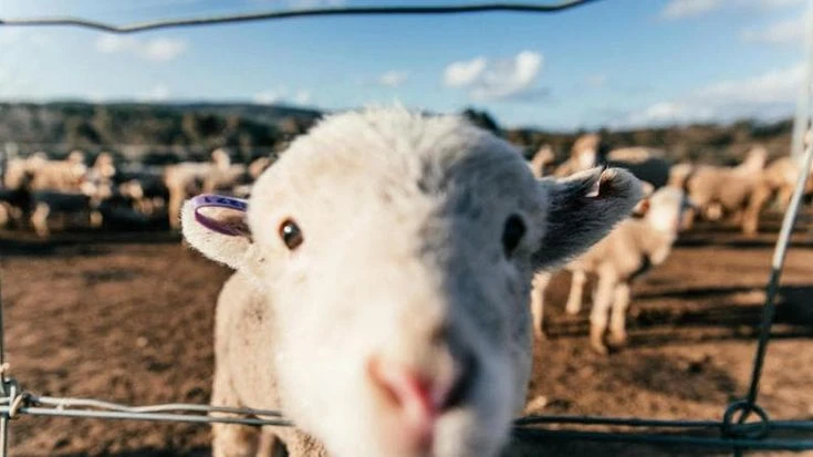 Rovigo, 500 agnelli da sgozzare per la Festa del sacrificio, animalisti in rivolta: “Rito barbaro”