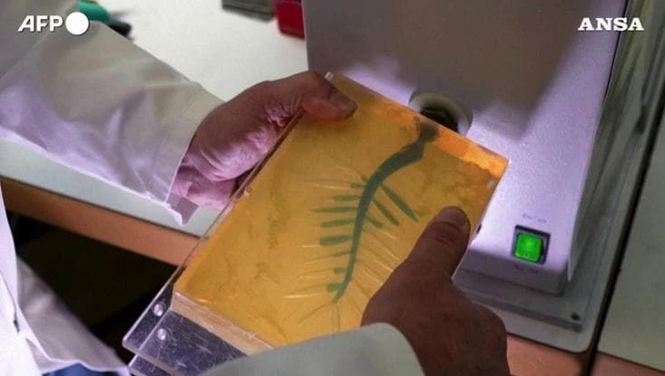 Cannes, dal laboratorio al palco: così nasce la Palma d'oro