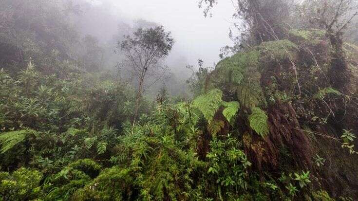 Progetto “Selva de Urundel”, la bolognese Ccc in difesa della foresta dello Yungas