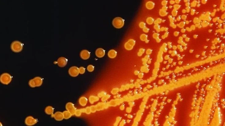 Un virus creato con l’IA: grazie a lui combatteremo i batteri resistenti agli antibiotici