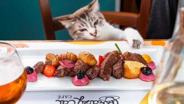 Giornata del gatto, a Milano più di 500 colonie feline. Hotel 5 stelle, bar per i mici e una pagina Instagram dedicata