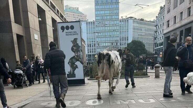 In piazza Duomo arriva anche la mucca Ercolina 2 al presidio degli agricoltori: 