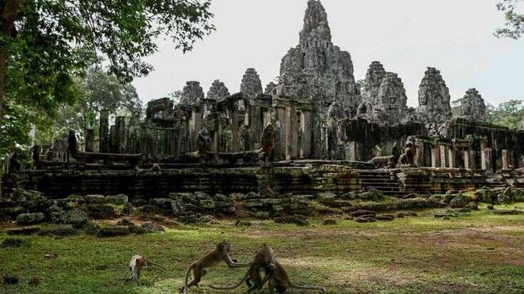 Angkor Wat, le scimmie assaltano e feriscono i turisti. “Colpa degli youtuber”. Ecco perché