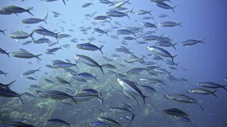 Ambiente, Giornata del Mediterraneo: le biodiversità da proteggere. Ecco i quattro progetti Life italiani