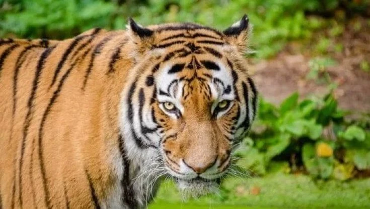 Catturato il bracconiere delle tigri del Bengala, in vent'anni ne ha uccise 70