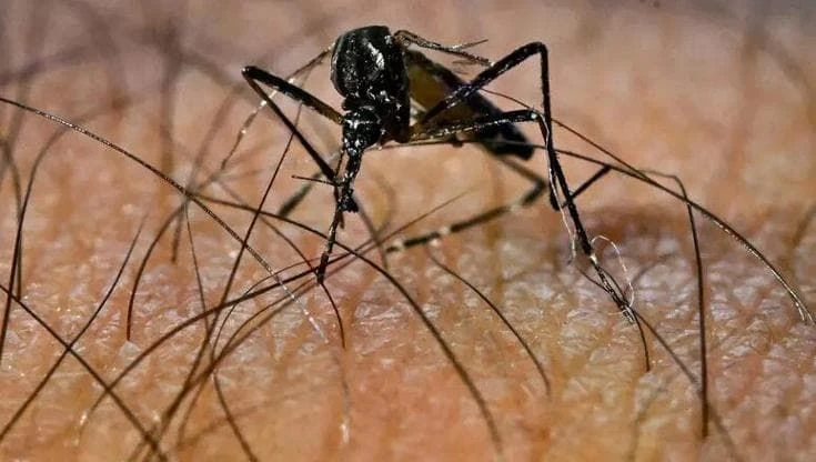 Clima: da Dengue a Chikungunya per ogni grado di temperatura in più, sale il rischio di infezione
