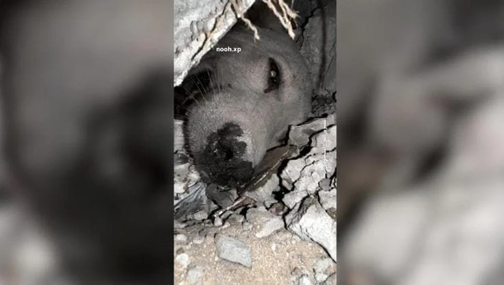 Gaza, il mugolio li guida al salvataggio: il video del cane estratto dalle macerie