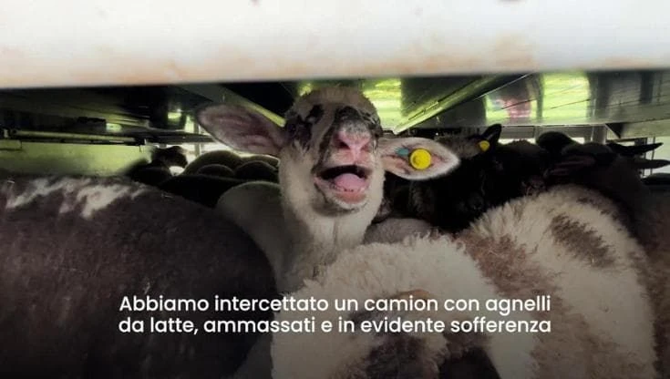 Gli animalisti: 
