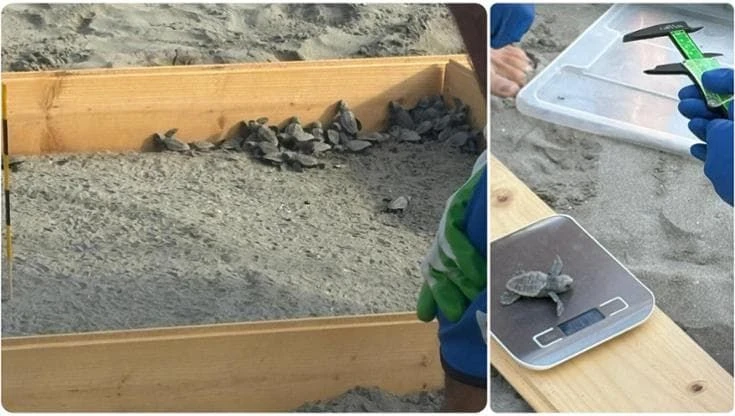 A Punta Marina sono nate le prime tartarughe Caretta caretta del Ravennate