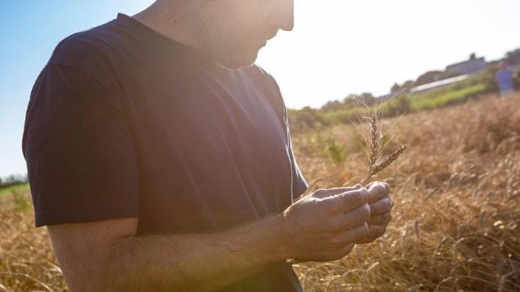 Neogranìa, la filiera del grano che sfida il mercato di massa