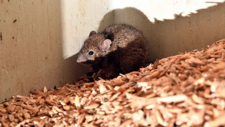 Febbre del topo, che cos'è l'infezione che sta causando centinaia di casi in Slovenia