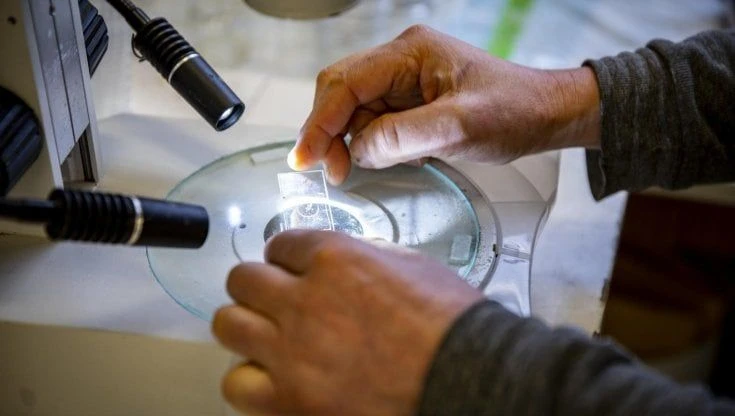 Covid, gli anticorpi restano nel sangue per almeno otto mesi