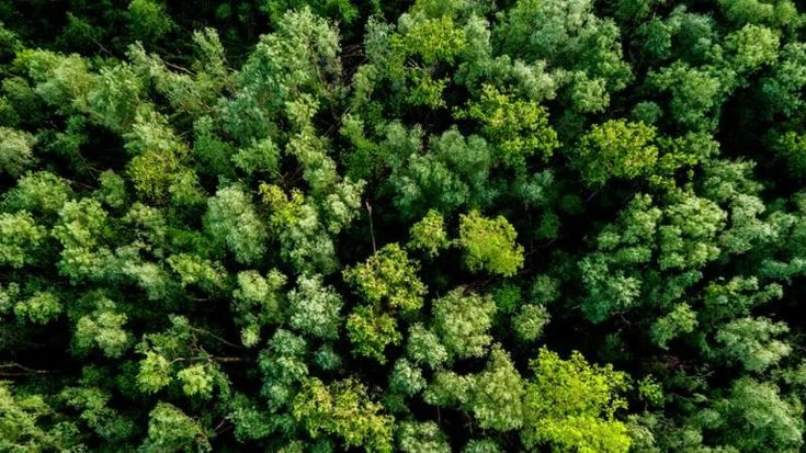 Ets: solo il 9% dei proventi per il clima in Italia