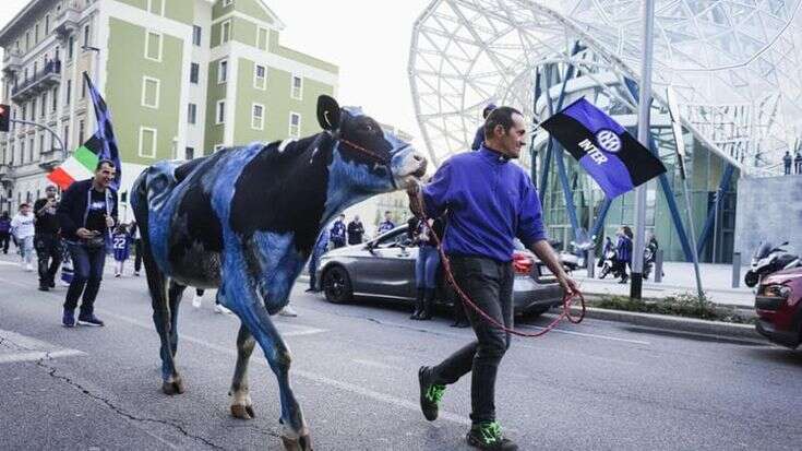 Festa scudetto, alla sfilata interista anche una mucca nerazzurra: sui social animalisti e milanisti vanno all’attacco