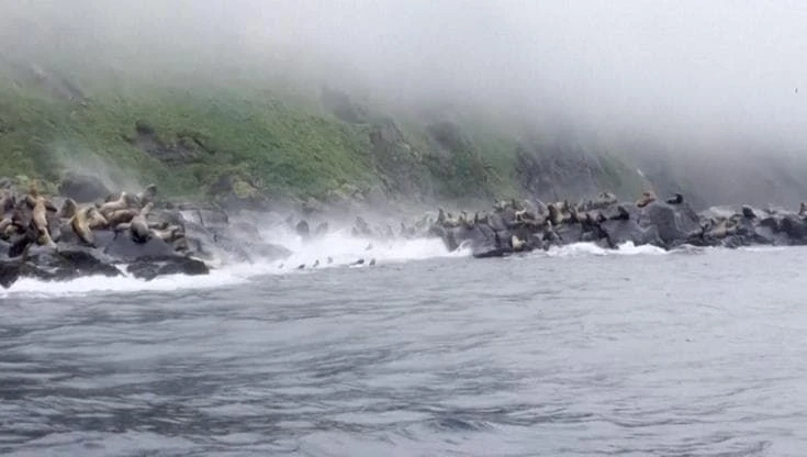 Kamchatka, i leoni marini si tuffano in mare mentre la scogliera crolla per il sisma