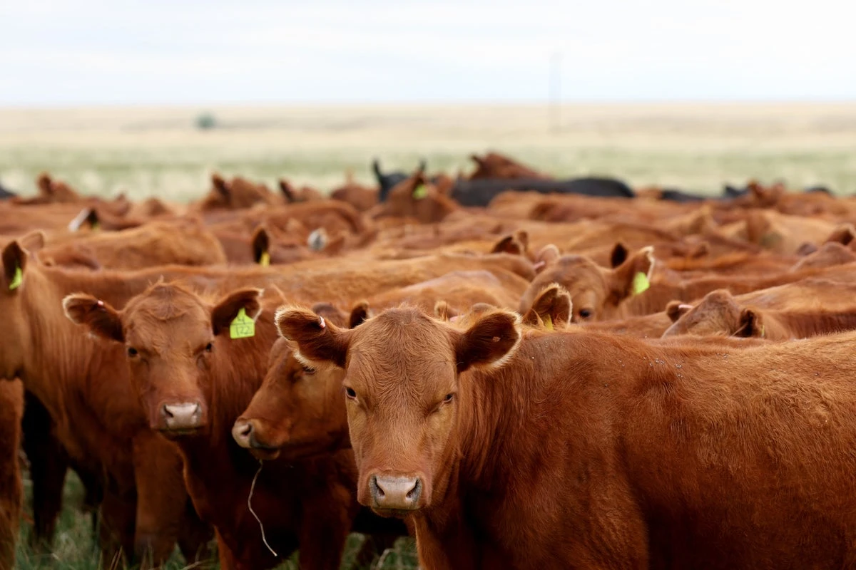 Bernie Madoff of cows cost investors $100M in Ponzi scheme: suit