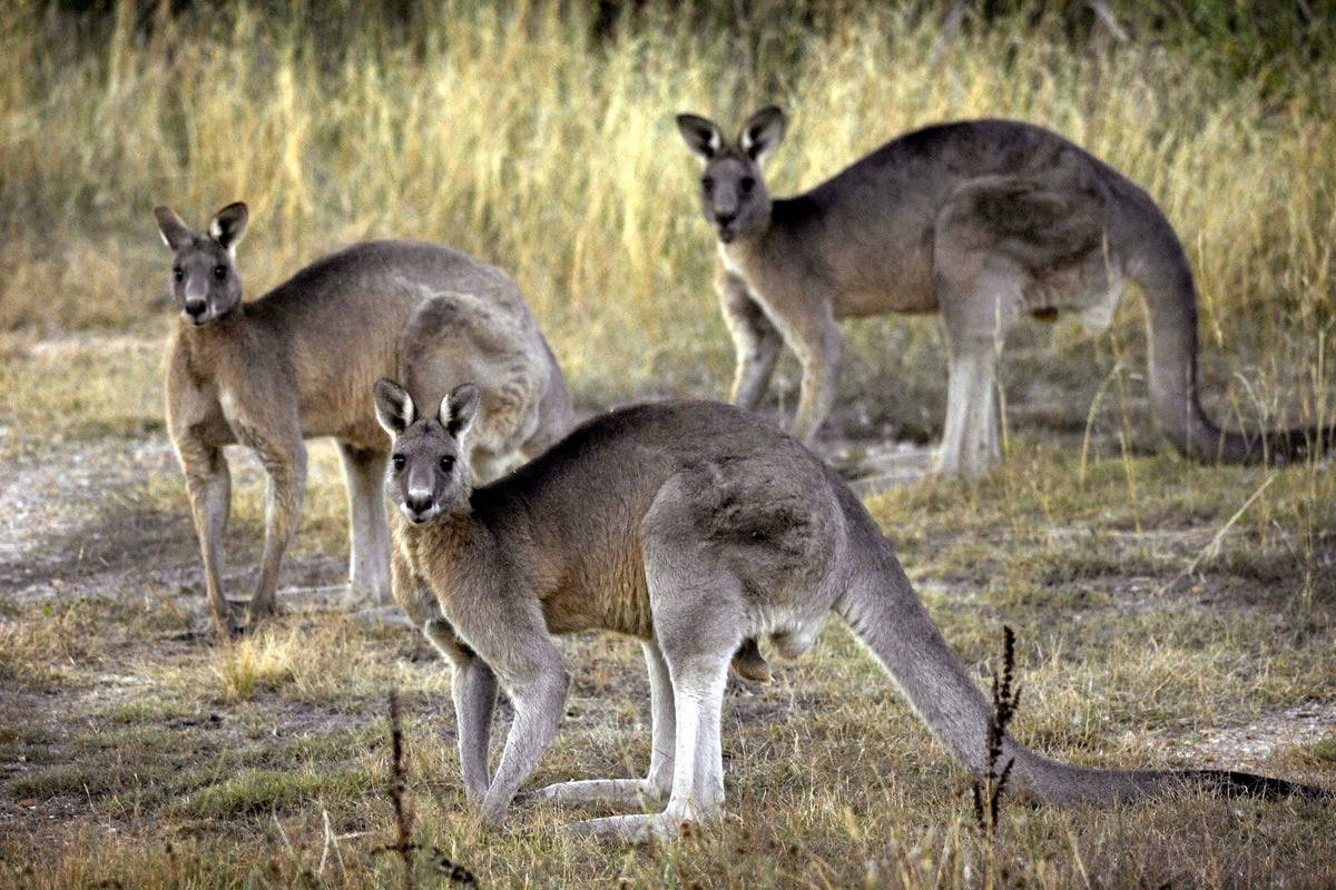 South Carolina police investigating man found dead in kangaroo pen