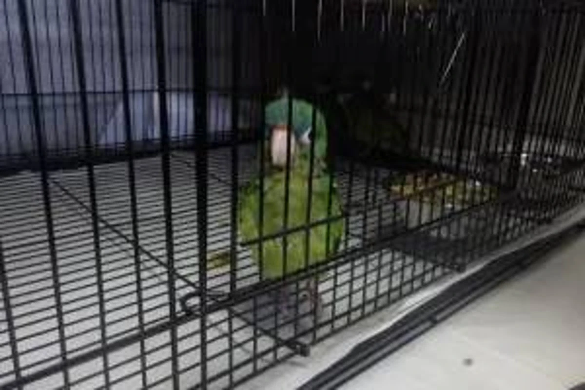 Man arrested trying to smuggle parrots into US stuffed into his boots