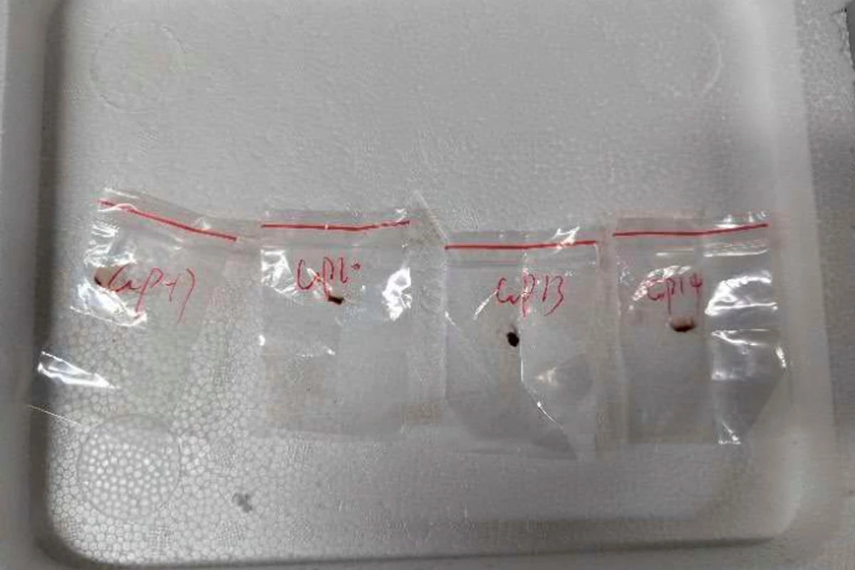 Two Chinese scientists arrested for smuggling toxic fungus into US