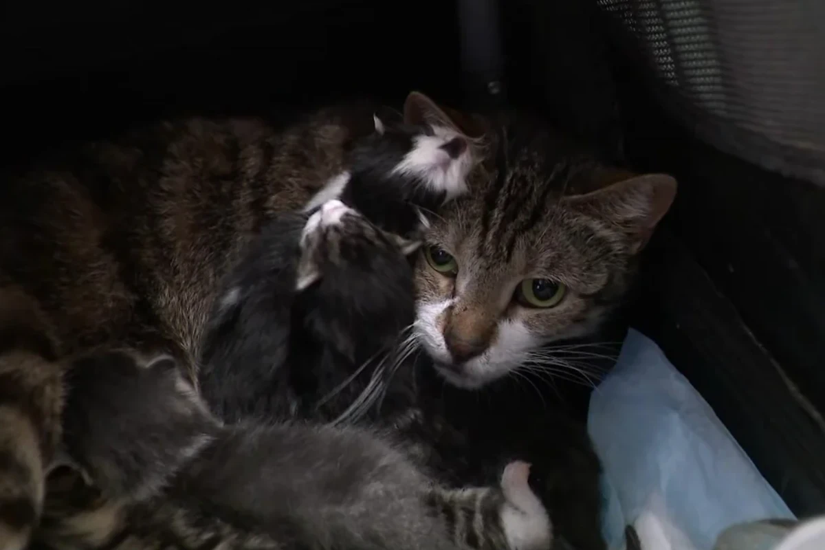 Man charged after 69 live cats and 24 dead ones are found in his home